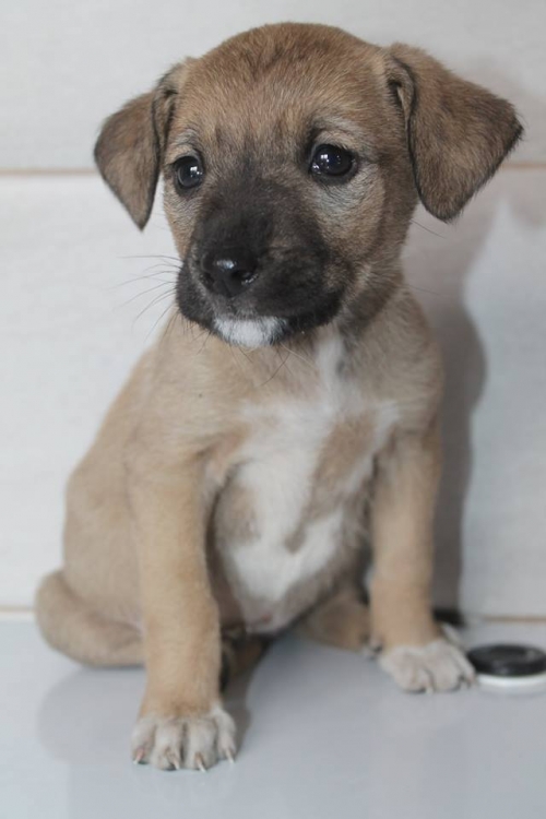 მეტისი უსახელო