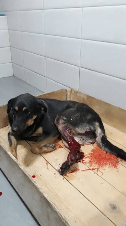 მეტისი უსახელო