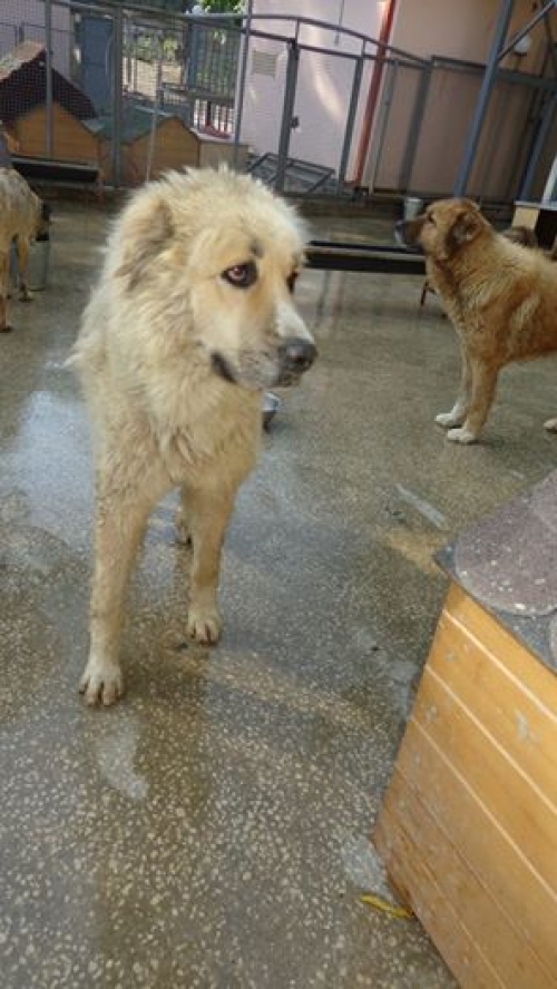 ქართული ნაგაზი უსახელო