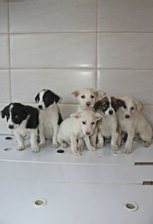 ქართული ქოფაკი უსახელო