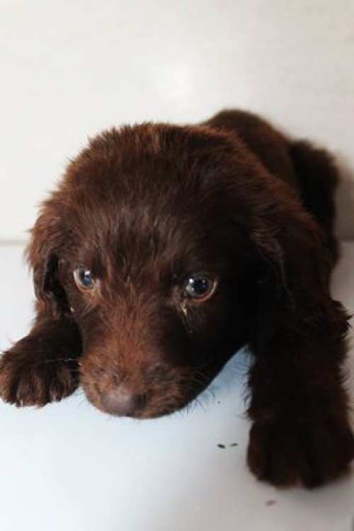 მეტისი უსახელო