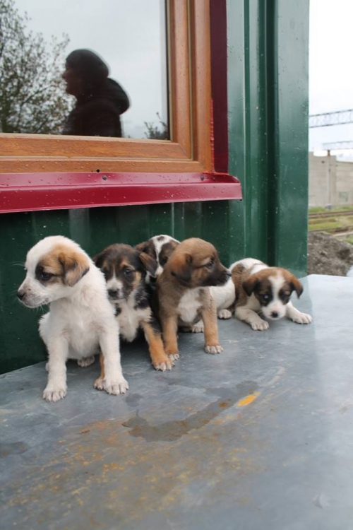 მეტისის ლეკვები უსახელო