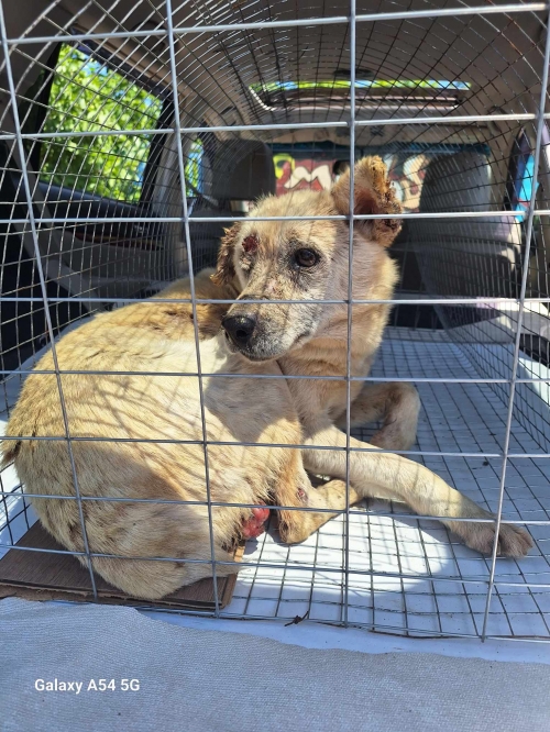 მეტისი დიდიდიღომი მარკოპოლოს ქუჩა 36