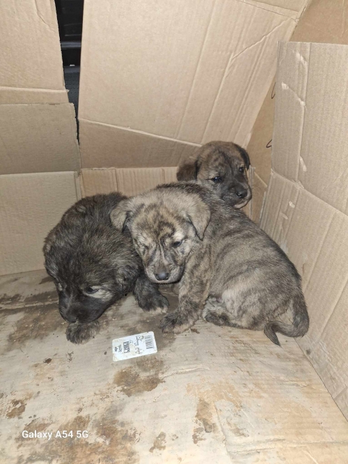 ქართული ქოფაკი საგურამო