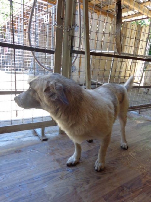 მეტისი უსახელო