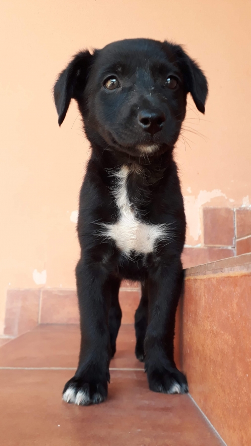 მეტისი უსახელო