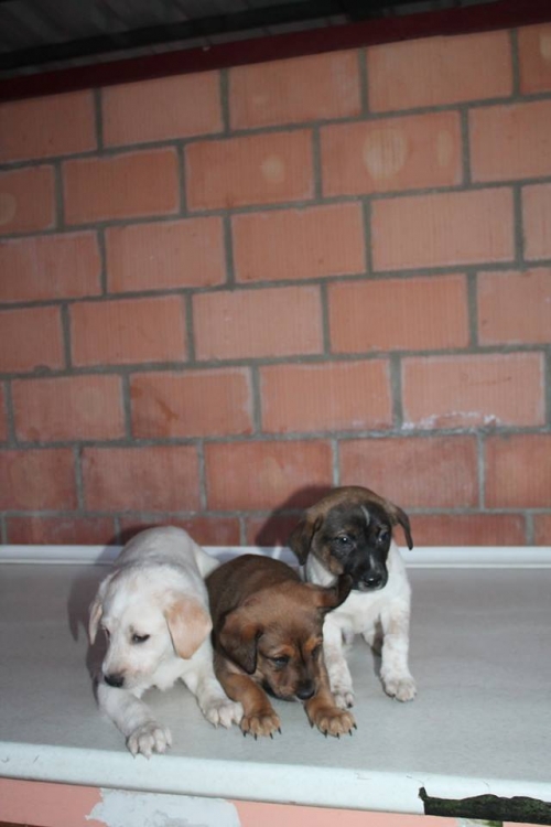 მეტისის ლეკვები უსახელო