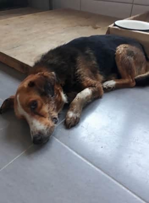 მეტისი უსახელო