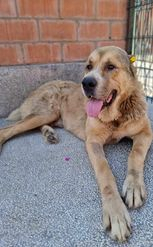 ქართული ნაგაზი გადმოყვანილია მუნიციპალური თავშესაფრიდან