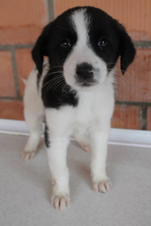 ქართული ქოფაკი უსახელო