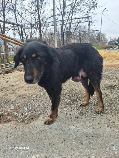 მეტისი გარდაბანი