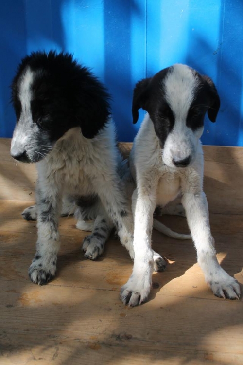 მეტისის ლეკვები ბარდღა და სემი.