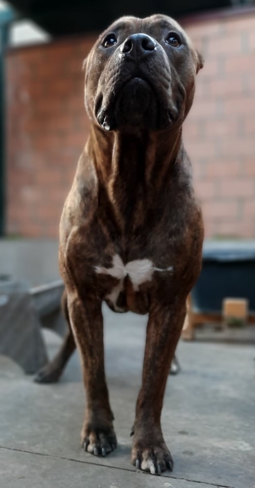 პიტი ტონი