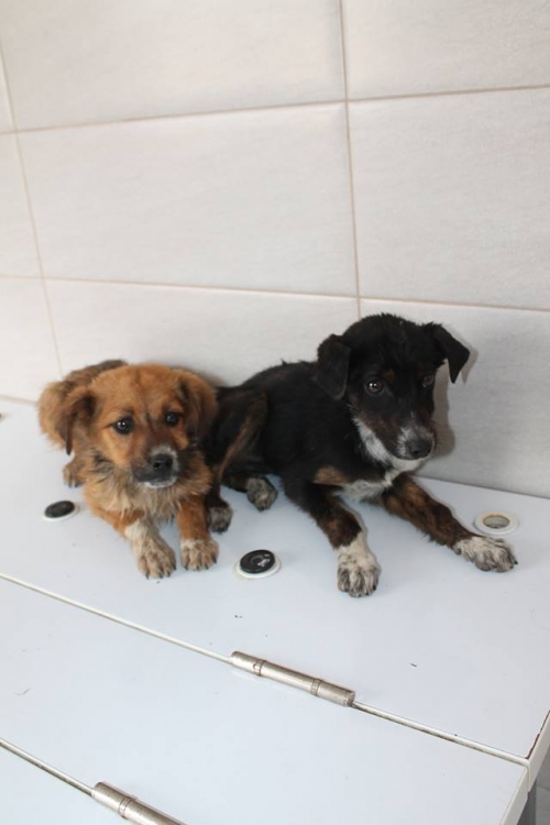 მეტისის ლეკვები უსახელო