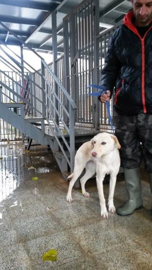 მეტისი უსახელო