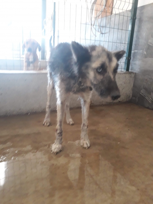 მეტისი უსახელო