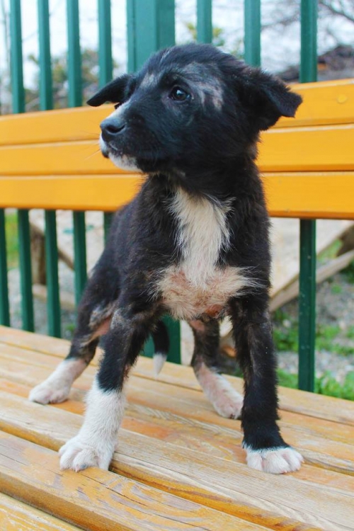 მეტისი უსახელო