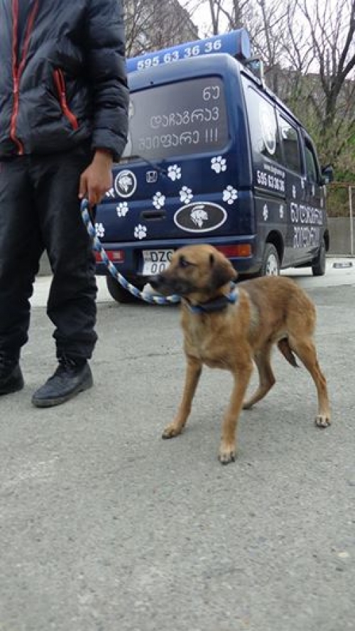 მეტისი უსახელო