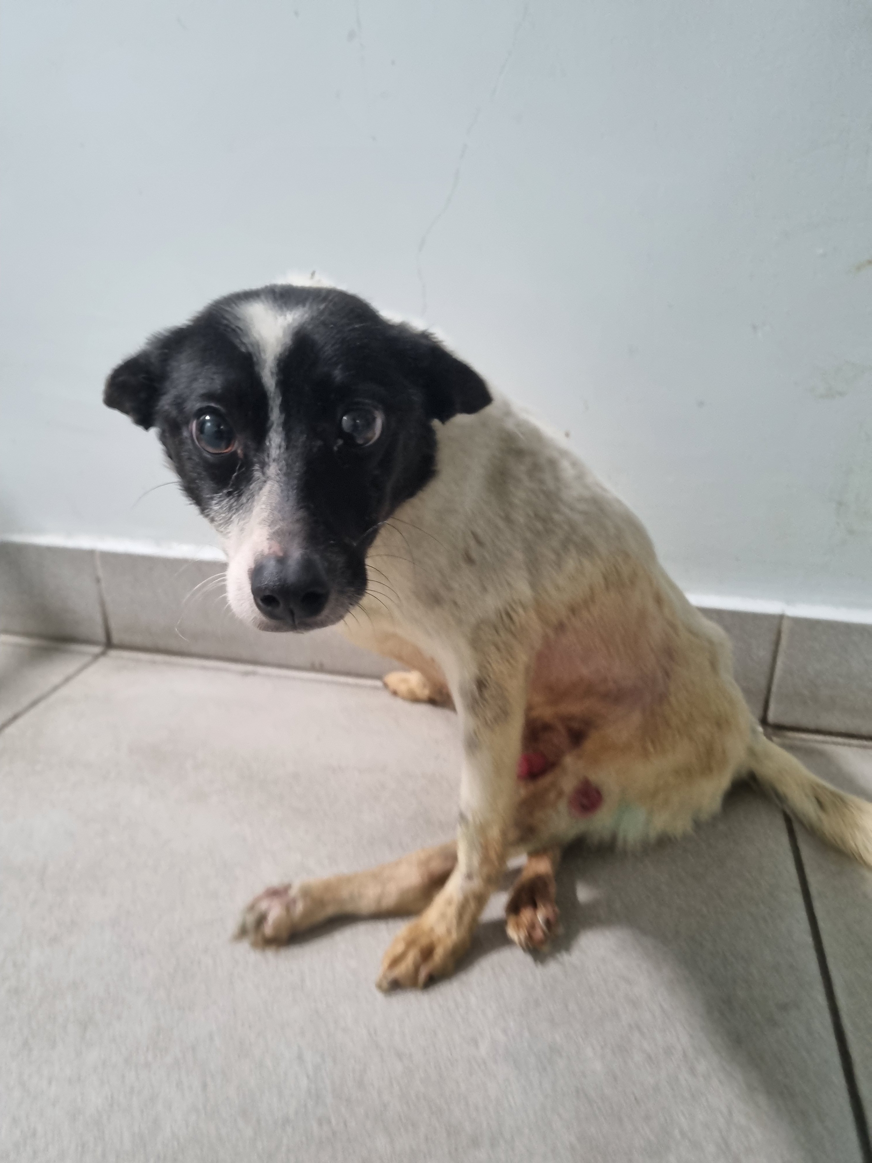 მეტისი. ყვარელი