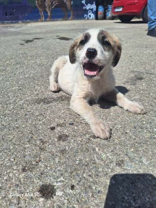 მეტისი ავჭალა არასრულწლოვნების სასჯელაღსრულების დაწესებულებასთან იპოვა