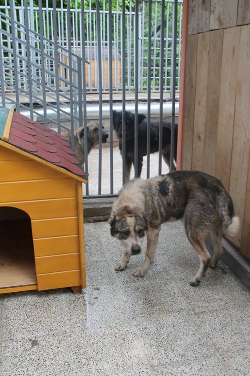 ქართული ქოფაკი ლომა