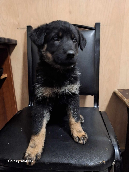 გერმანული ნაგაზის მეტისი ელიავაზე ნაპოვნი