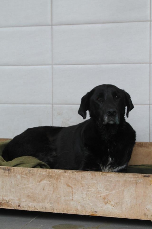 მეტისი ლომა