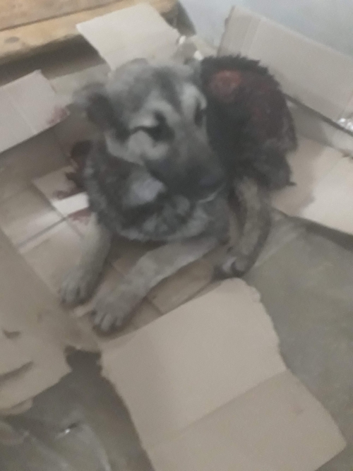 მეტისი უსახელო