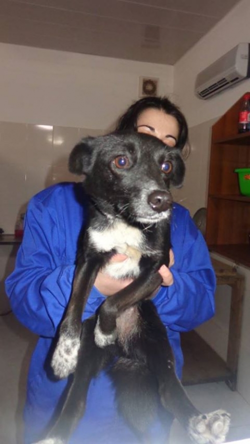 მეტისი უსახელო