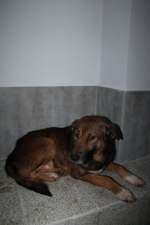 მეტისი უსახელო