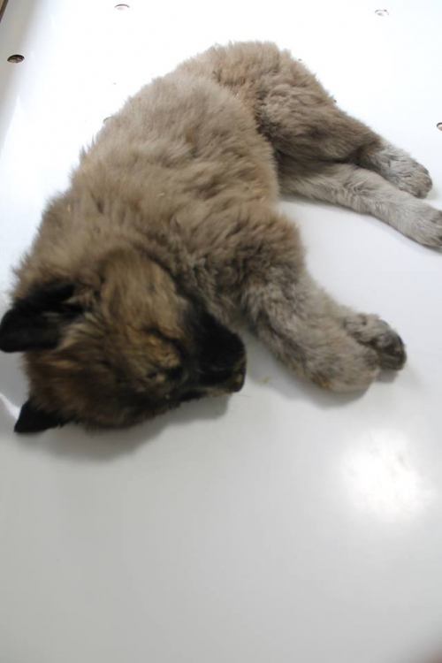 მეტისი უსახელო