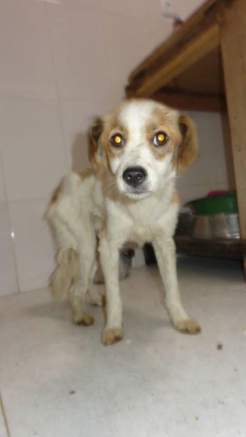 მეტისი უსახელო