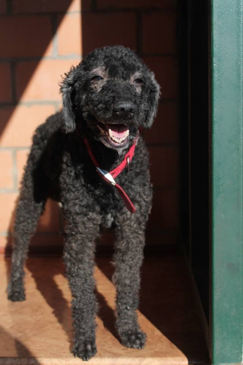 პუდელი ლაქი