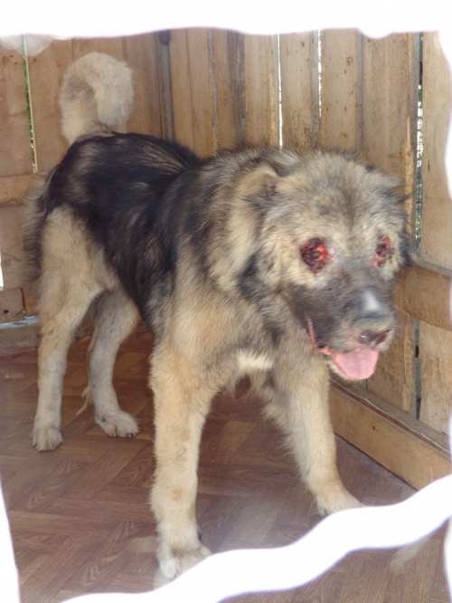 კავკასიური ნაგაზი როკო