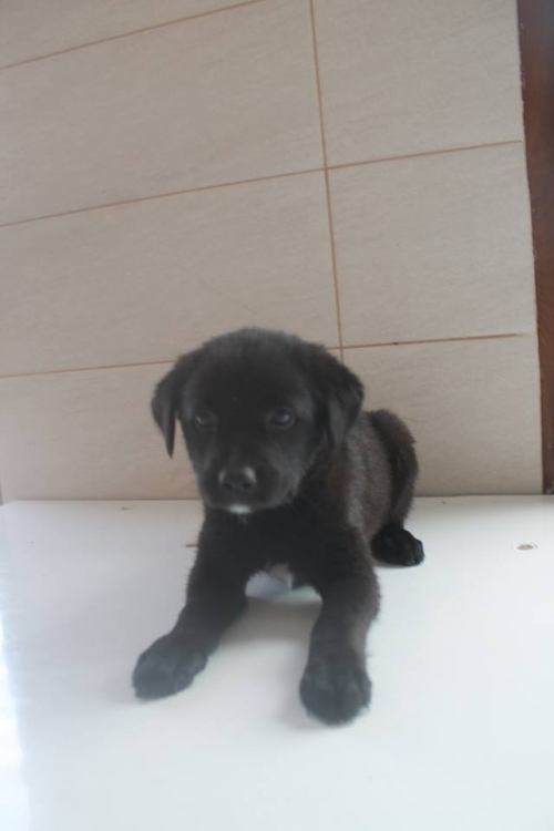 მეტისი უსახელო