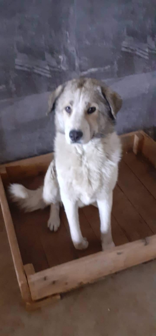 მეტისი უსახელო