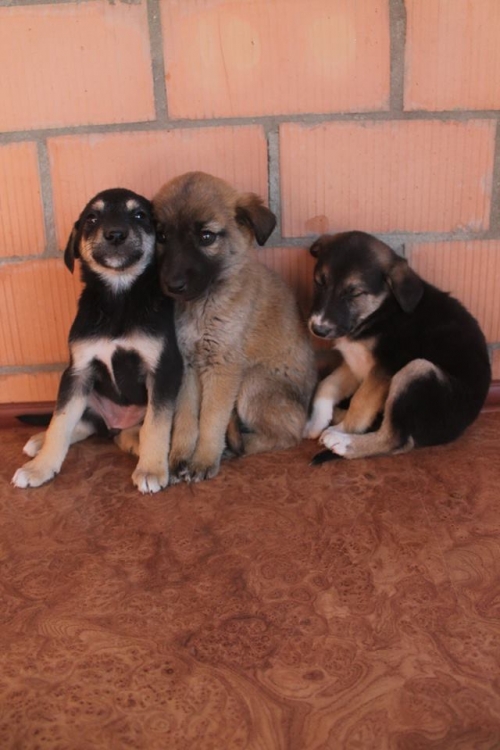 მეტისის ლეკვები უსახელო