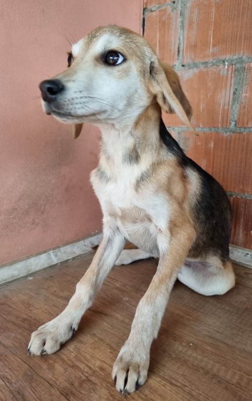 მეტისი ჩააბარა უცხოელმა მიყავს გერმანიაში