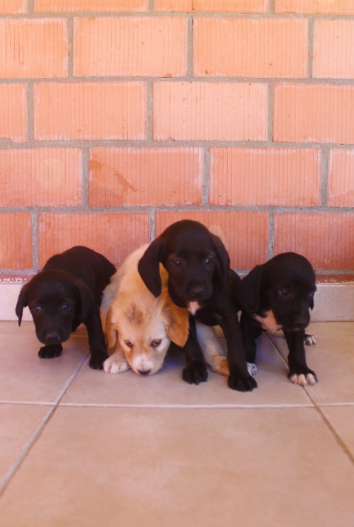 მეტისი უსახელო