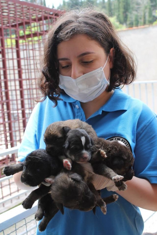 მეტისის ლეკვები უსახელო