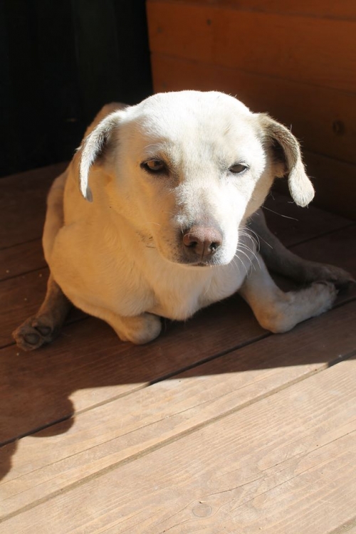 მეტისი უსახელო