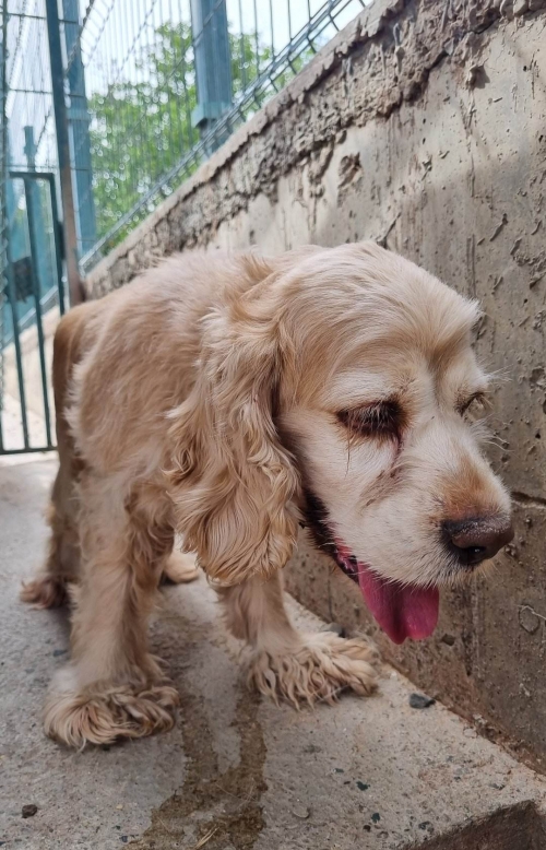 კოკერსპანიელი რიკო