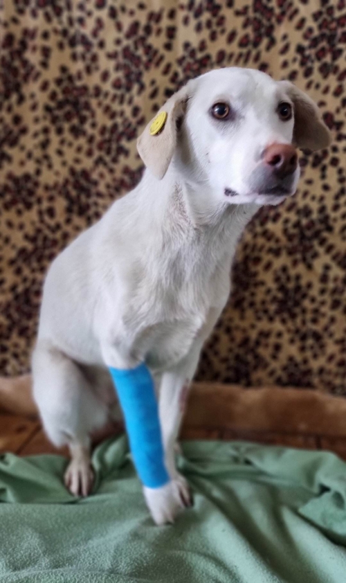 მეტისი კერესელიძის ქუჩა 1