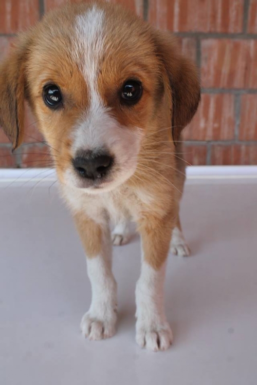 მეტისი უსახელო