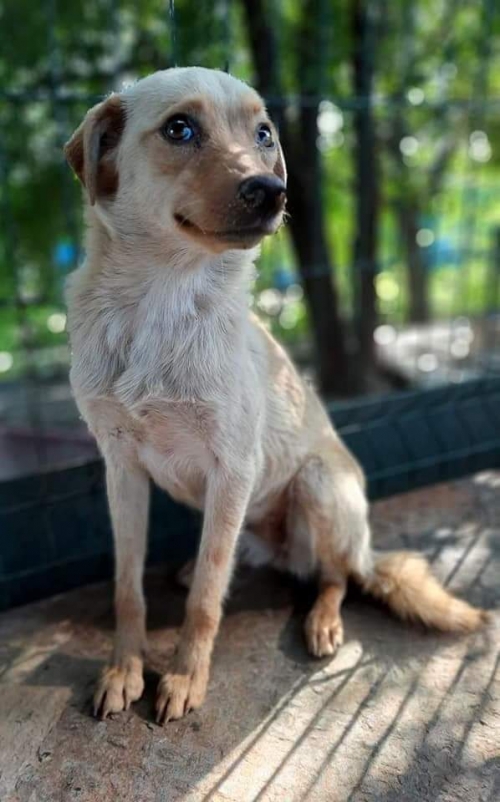 მეტისი ტასო ლოსაბერიძე