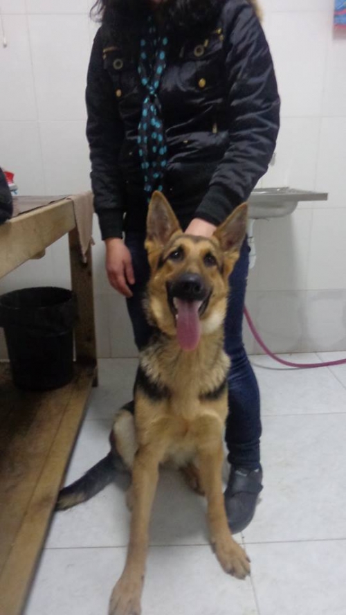 გერმანული ნაგაზი უცნობი