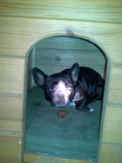 * გაჩუქებულები პინკა