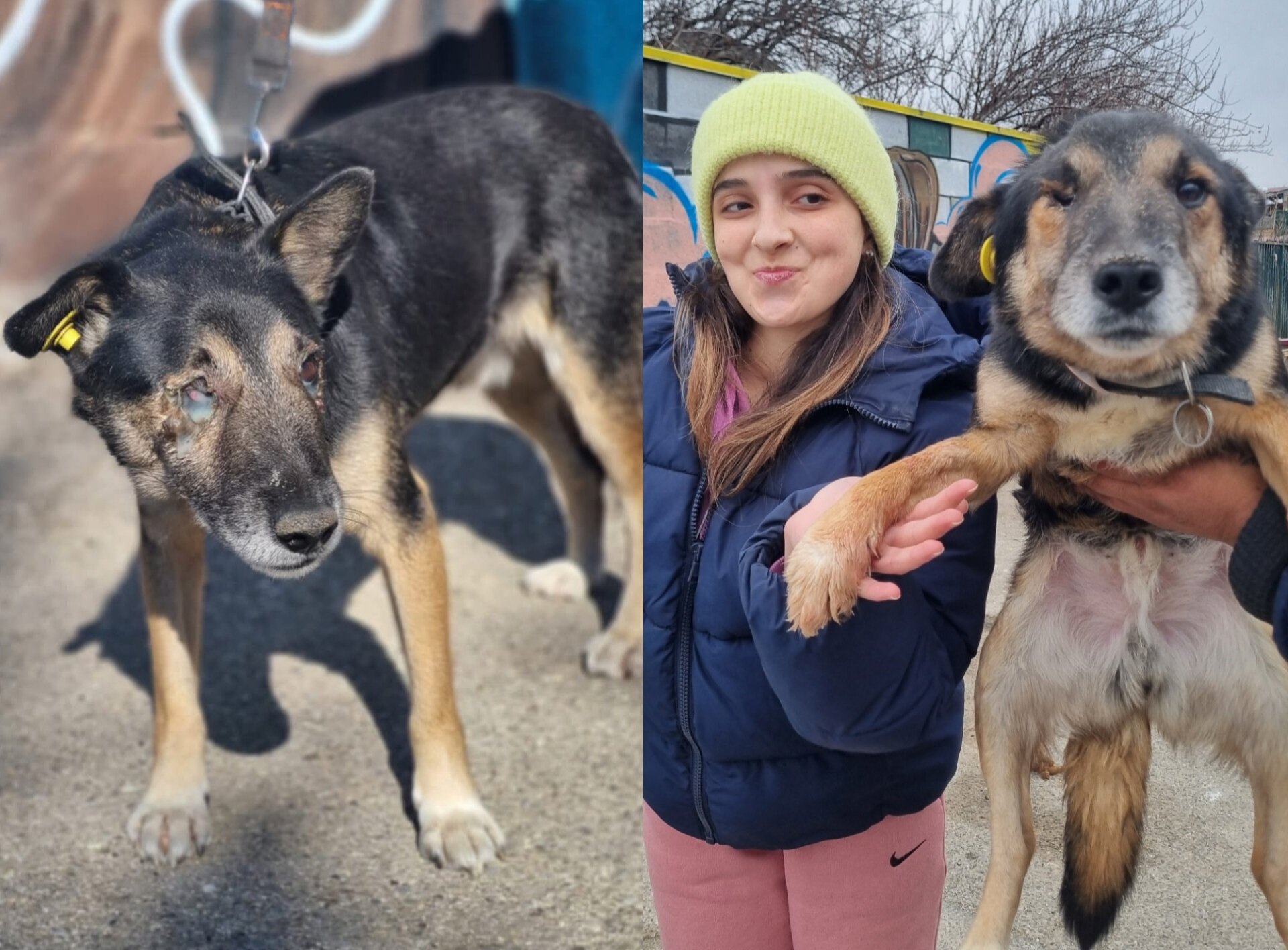 მეტისი. სარაჯიშვილი