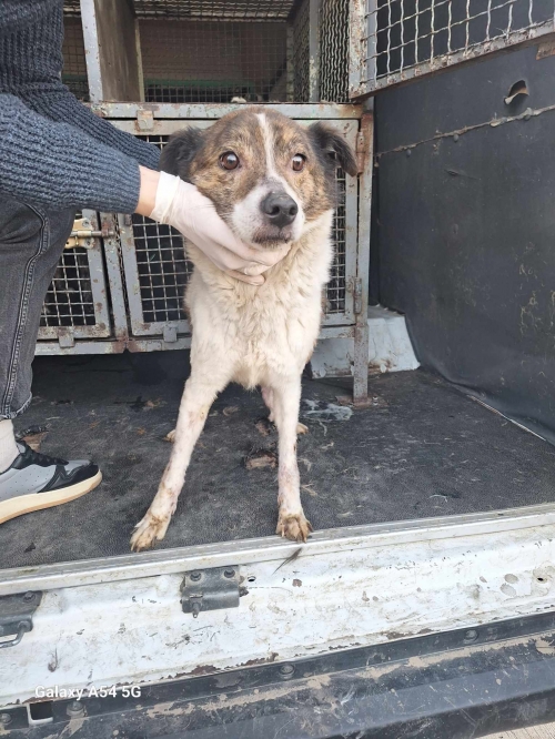 მეტისი გადმოყვანილია მუნიციპალური თავშესაფრიდან. მოსკოვის პროსპექტის ძაღლი