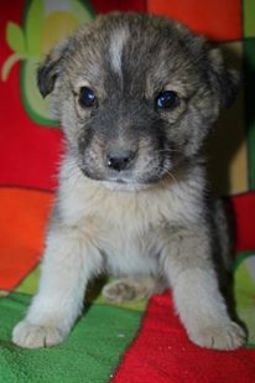 მეტისი უსახელო